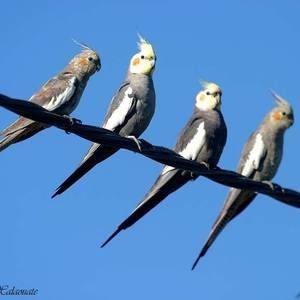 Meet your Posher, Annroy